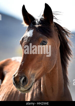 Cold Creek, Nevada, Stati Uniti d'America. 28 Agosto, 2015. Un giovane colt si affaccia sul vicino alla piccola comunità di Cold Creek, Nevada. Le autorità federali hanno annunciato piani per round up come molti come 200 cavalli selvaggi con un'emergenza raccogliere nella primavera Montagne Nazione Recreation Area, circa 50 miglia a nord-ovest di Las Vegas. Credito: David Becker/ZUMA filo/Alamy Live News Foto Stock