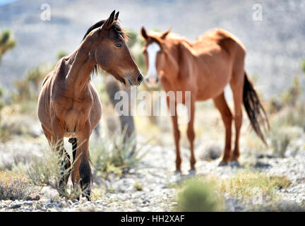 Cold Creek, Nevada, Stati Uniti d'America. 28 Agosto, 2015. Un giovane puledro e mare pausa dal pascolo vicino alla piccola comunità di Cold Creek, Nevada. Le autorità federali hanno annunciato piani per round up come molti come 200 cavalli selvaggi con un'emergenza raccogliere nella primavera Montagne Nazione Recreation Area, circa 50 miglia a nord-ovest di Las Vegas. Credito: David Becker/ZUMA filo/Alamy Live News Foto Stock