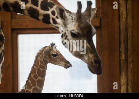 Magdeburg, Germania, 16 gennaio 2017. Un bambino di Rothschild giraffe in piedi da sua madre Fleur allo zoo di Magdeburgo, Germania, 16 gennaio 2017. La giraffa maschio è nato allo zoo il 10 gennaio, è di 1,9 metri e pesa 90 chili. Credito: dpa picture alliance/Alamy Live News Foto Stock