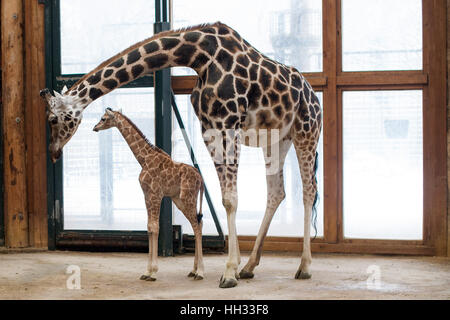 Magdeburg, Germania, 16 gennaio 2017. Un bambino di Rothschild giraffe in piedi da sua madre Fleur allo zoo di Magdeburgo, Germania, 16 gennaio 2017. La giraffa maschio è nato allo zoo il 10 gennaio, è di 1,9 metri e pesa 90 chili. Credito: dpa picture alliance/Alamy Live News Foto Stock