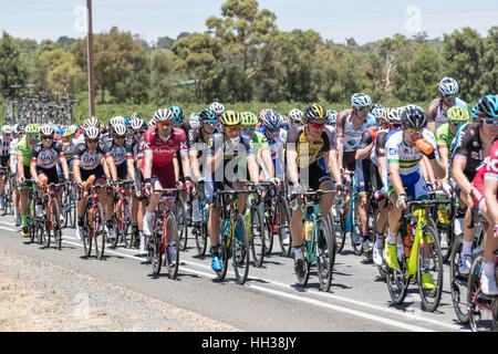 Adelaide, Australia. Il 17 gennaio, 2017. I ciclisti durante la fase 1 del Santos Tour Down Under 2017. Credito: Ryan Fletcher/Alamy Live News Foto Stock