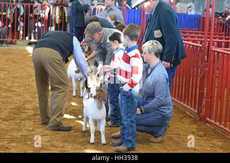 Ft. Vale la pena, Texas, Stati Uniti d'America. 16 gennaio, 2017. I giovani partecipanti al rosa gialla classici Capra Boera mostrano al Ft. Vale la pena di Stock Show. Credito: Hum Immagini/Alamy Live News Foto Stock