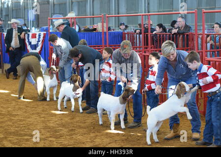 Ft. Vale la pena, Texas, Stati Uniti d'America. 16 gennaio, 2017. Primo tempo i partecipanti che mostra Caproni al Ft. Vale la pena di Stock Show. Credito: Hum Immagini/Alamy Live News Foto Stock