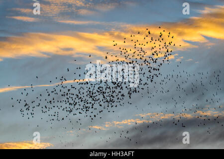 Blackpool, Lancashire, Regno Unito Meteo. 16 gennaio, 2017. Tramonto e storni su North Pier. Credito: MediaWorld Immagini/Alamy Live News Foto Stock