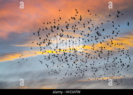 Blackpool, Lancashire, Regno Unito Meteo. 16 gennaio, 2017. Tramonto e storni su North Pier. Credito: MediaWorld Immagini/Alamy Live News Foto Stock