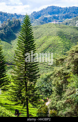 Paesaggio verde di Cameron Highlands, Malaysia Foto Stock