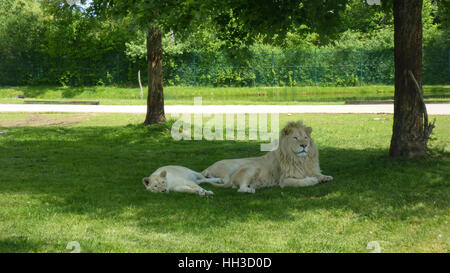Coppia di leoni bianco di riposo in ombra ad albero Foto Stock