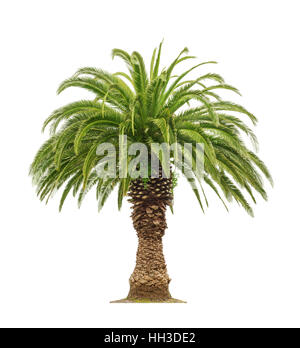 Bella verde Palm tree isolati su sfondo bianco Foto Stock