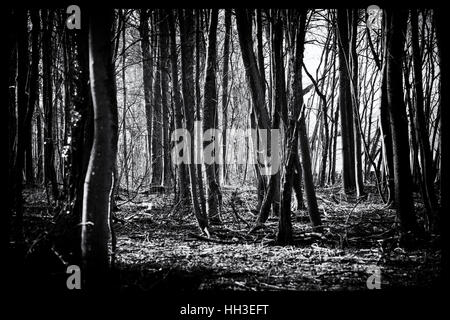 Dark Spooky Bosco sgranate, in bianco e nero Foto Stock