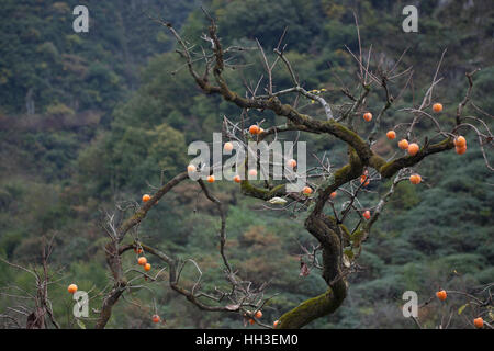 Persimmon frutti maturano in autunno nelle montagne del Sichuan in Cina occidentale. Foto Stock