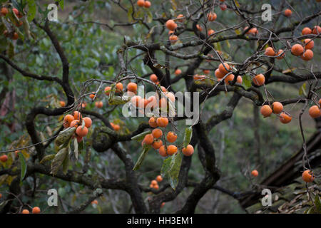 Persimmon frutti maturano in autunno nelle montagne del Sichuan in Cina occidentale. Foto Stock