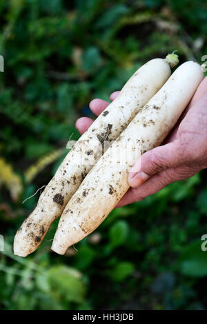 Il ravanello o due daikons nei campi Foto Stock