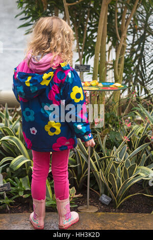 Giovane ragazza in cerca di farfalle al tavolo di alimentazione in Glasshouse, RHS Garden Wisley, Woking, Surrey UK nel mese di gennaio - stazione di alimentazione farfalla Foto Stock