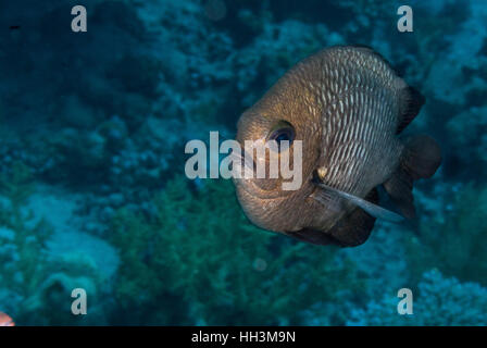 Tre-spot, dascyllus trimaculatus Dascyllus, Pomacentridae, Sharm el-Sheikh, Mar Rosso, Egitto Foto Stock