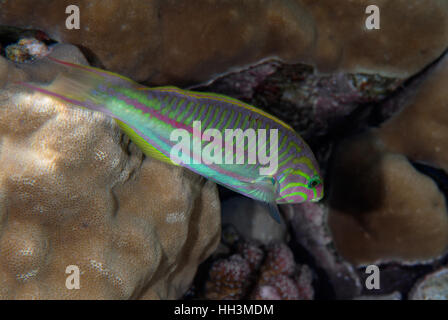 Klunzinger's wrasse, Thalassoma rueppellii, labridi, Sharm el Sheikh, Mar Rosso, Egitto Foto Stock