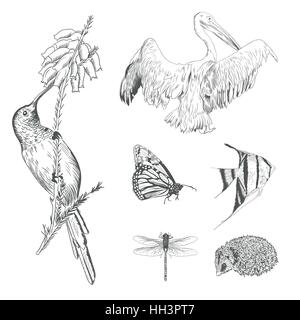 Una raccolta o un set di disegnato a mano in stile vintage incisi animali per il design. Illustrazione Vettoriale di pelican, colibri, riccio, butterfly, dragonfly, Illustrazione Vettoriale