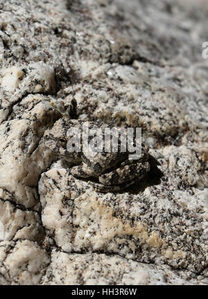 Canyon raganella camouflage sulla roccia di granito in Arizona creek Foto Stock