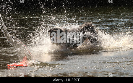 Cane pastore australiano a caccia di toy nel fiume Ohio piccolo fiume Miami Foto Stock