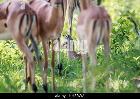 Baby Impala in seduta tra le gambe di adulti nel Parco Nazionale di Kruger, Sud Africa. Foto Stock