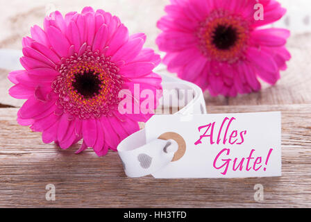 Molla di pink gerbera, etichetta, Alles Gute significa migliori auguri Foto Stock