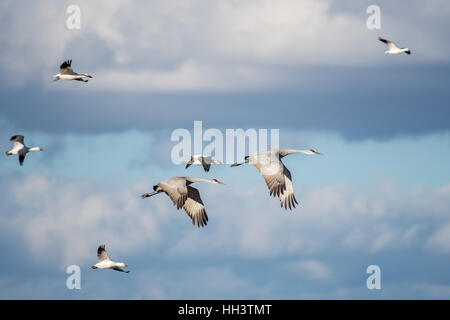 Volare le oche delle nevi, (Chen caerulescens), Ladd S. Gordon Waterfowl Management Area, Nuovo Messico, Stati Uniti d'America. Foto Stock