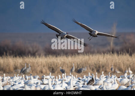 Sandhill gru, (Grus canadensis), sorvolando le oche delle nevi, (Chen caerulescens), Ladd S. Gordon Waterfowl Management Area, N.M. Foto Stock