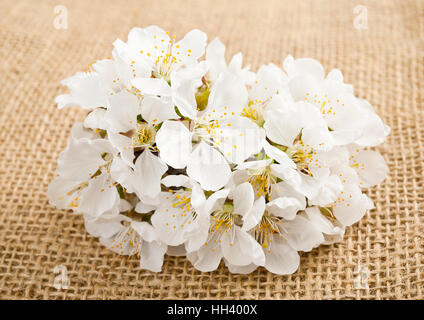 Fiori di Ciliegio su sfondo di iuta Foto Stock