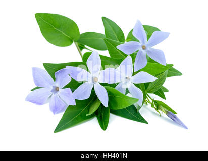 Pervinca fiori isolati su bianco Foto Stock