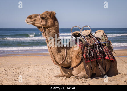 Camel appoggiato sulla spiaggia in Australia Foto Stock