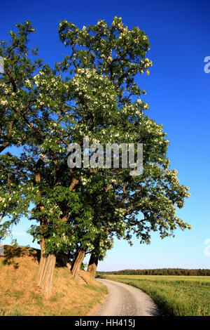 Gruppo albero in un paesaggio di campo con una strada sterrata, Robinia alberi, Naturdenkmal, distretto di Kulmbach, Alta Franconia, Baviera, Germania Foto Stock