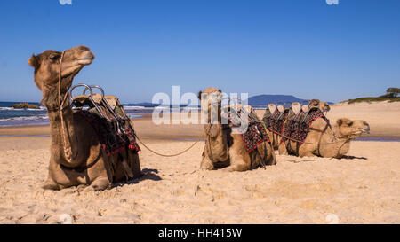 Cammelli in appoggio sulla spiaggia in Australia Foto Stock