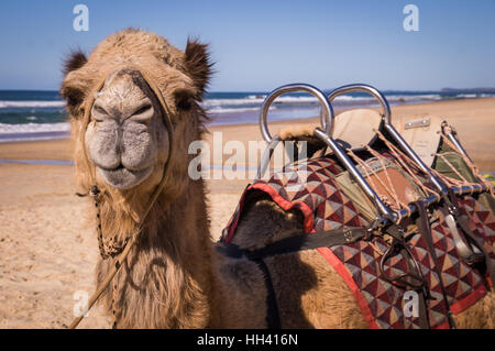 Cammello con sella in appoggio sulla spiaggia in Australia Foto Stock