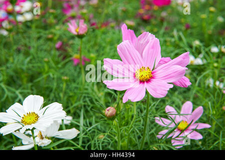 Cosmos fiori nel giardino Foto Stock