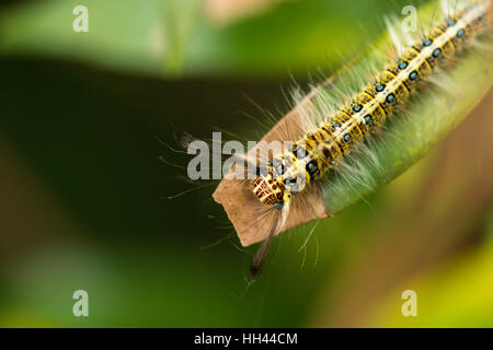 Caterpillar pelose sulla foglia Foto Stock