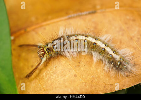 Caterpillar pelose sulla foglia secca Foto Stock