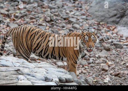 Tigre del Bengala su una roccia a Ranthambhore foresta, Rajasthan (Panthera Tigris) Foto Stock