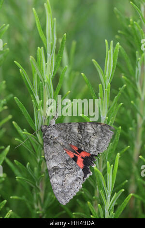 Rosso (Underwing Catocala nupta), una grande falena con una sorprendente underwing rosso, appollaiato su un rosmarino (Rosmarinus officinalis) boccola Foto Stock