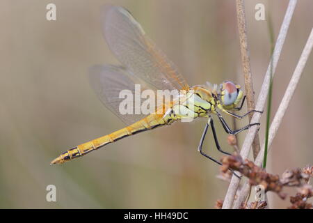 Rosso-venato Darter (Sympetrum fonscolombii) - una razza locale immaturo arroccato su un gambo; un raro dragonfly in Gran Bretagna Foto Stock