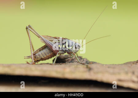 Roesel's Bush-cricket (Metrioptera roeselii), un nuovo colono DEL REGNO UNITO, contro un pulito sfondo verde Foto Stock