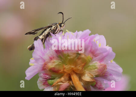 La parsimonia Clearwing (Pryopteron muscaeformis), un minuscolo wasp-imitano la tignola, appollaiato sulla parsimonia (Armeria maritima) Foto Stock