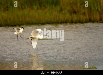 Avocet (Recurvirostra avosetta) caccia fuori una garzetta (Egretta garzetta) dal suo nido area. Foto Stock