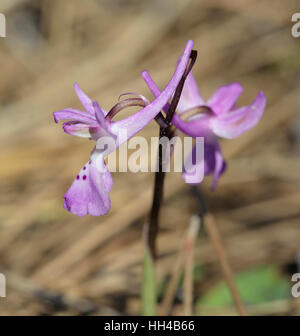 In Troodos Orchid - Orchis troodi endemica Cipro Orchidea di foreste di pino Foto Stock