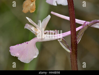 In Troodos Orchid - Orchis troodi endemica Cipro Orchidea di foreste di pino Foto Stock