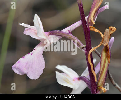 In Troodos Orchid - Orchis troodi endemica Cipro Orchidea di foreste di pino Foto Stock