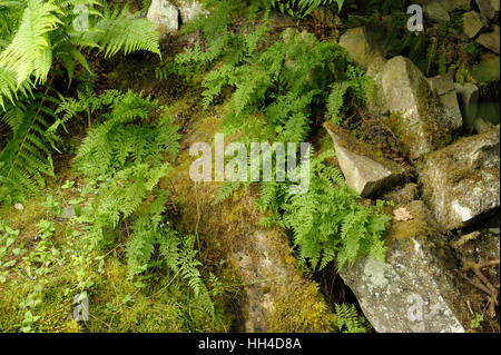 Vescica fragile-fern, Cystopteris fragilis Foto Stock