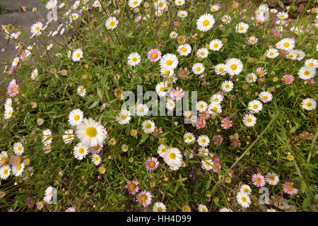 Messicano, Fleabane Erigeron karvinskianus Foto Stock