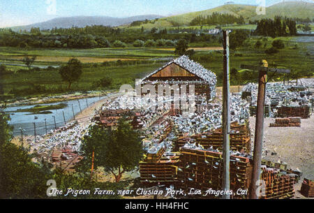 Los Angeles Pigeon Farm, Elysian Park, California Foto Stock