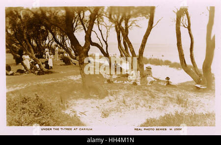 Sotto il ti-Tree a Carrum, Victoria, Australia Foto Stock