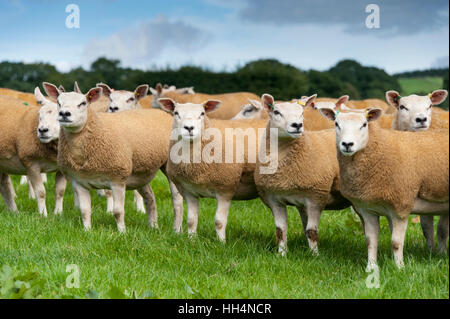 Gregge di pecore texel su pascoli freschi, Cumbria, Regno Unito. Foto Stock