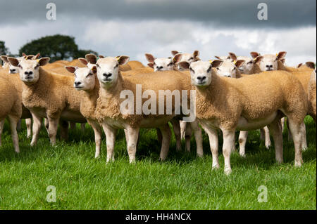 Gregge di pecore texel su pascoli freschi, Cumbria, Regno Unito. Foto Stock